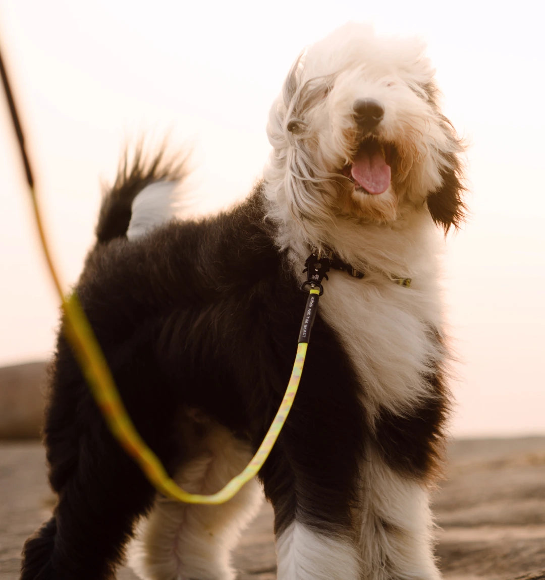 Biothane Series: The Super Leash - Yellow
