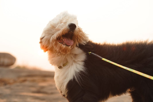 Biothane Series: The Super Leash